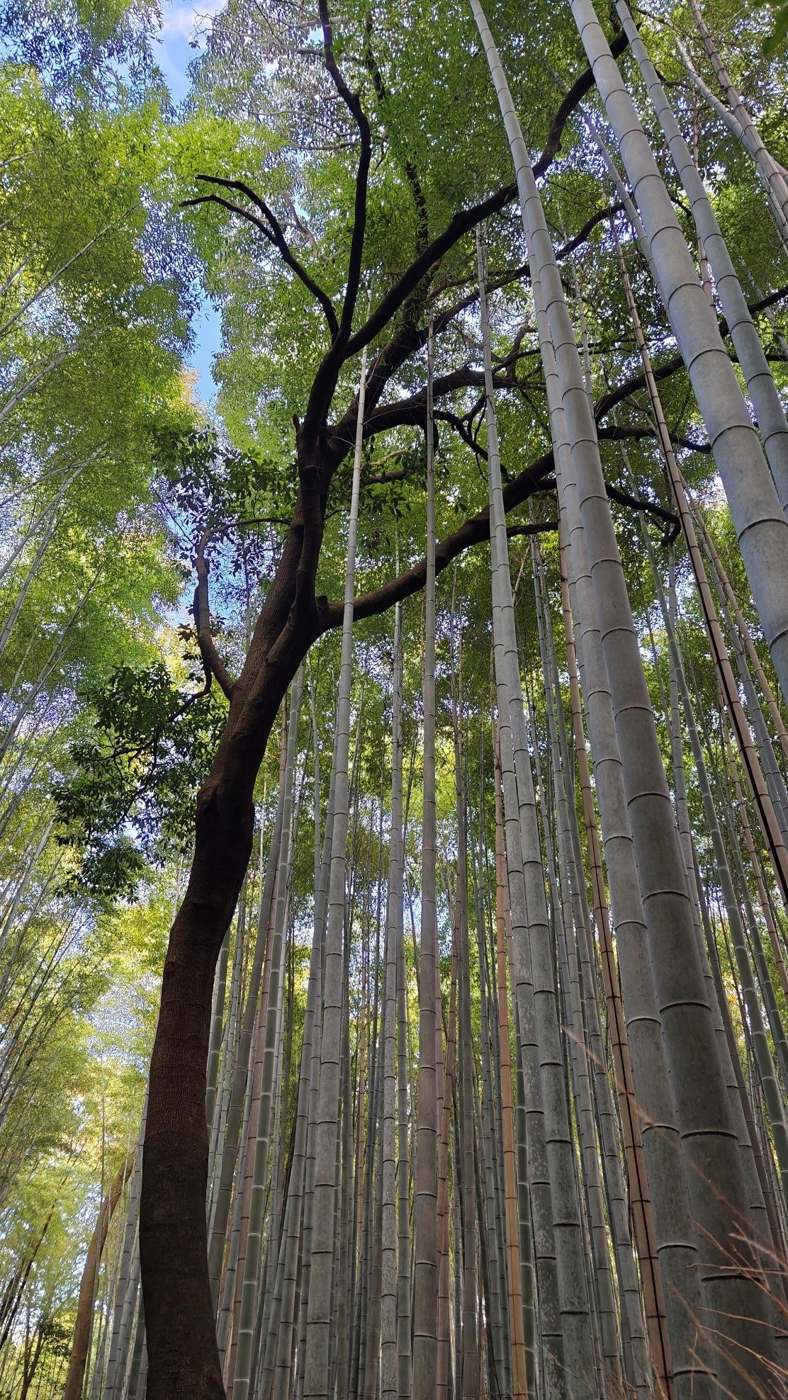 Tall bamboo forest with sunlight filtering through leaves