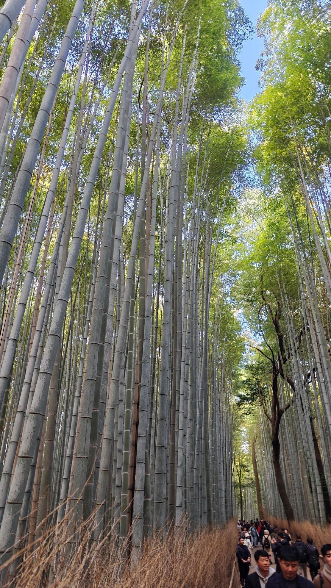 Tall bamboo forest with visitors walking along a path