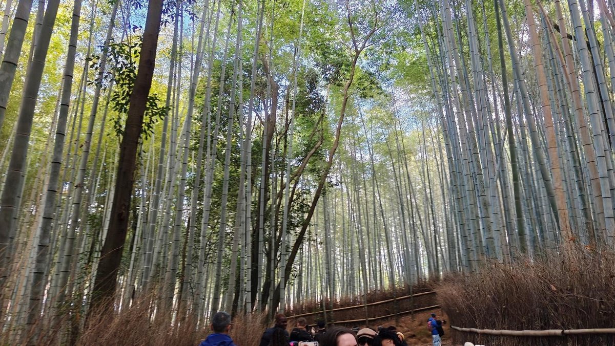 Tall bamboo forest with visitors walking along a pathway