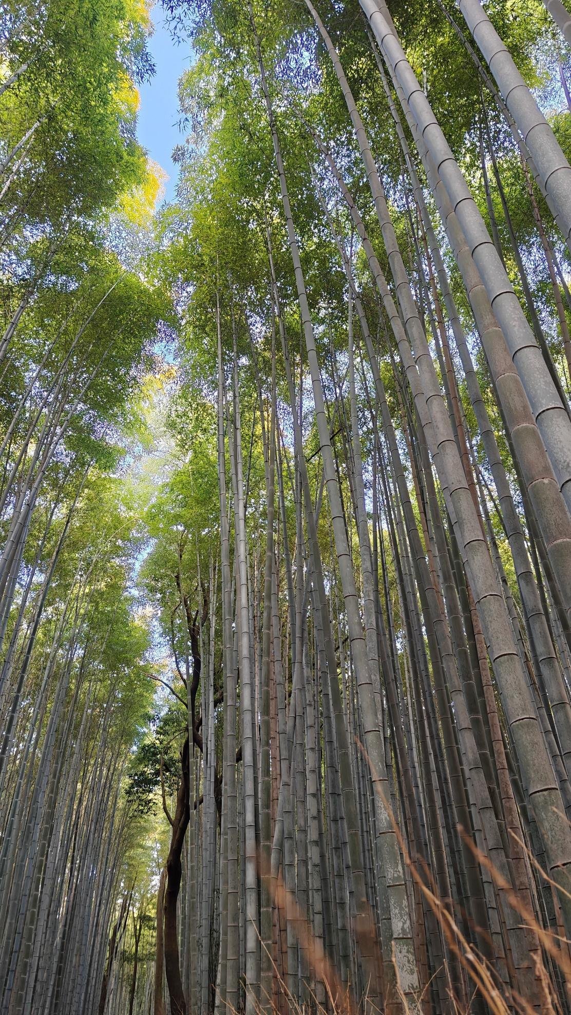 Tall bamboo grove with lush green canopy under blue sky