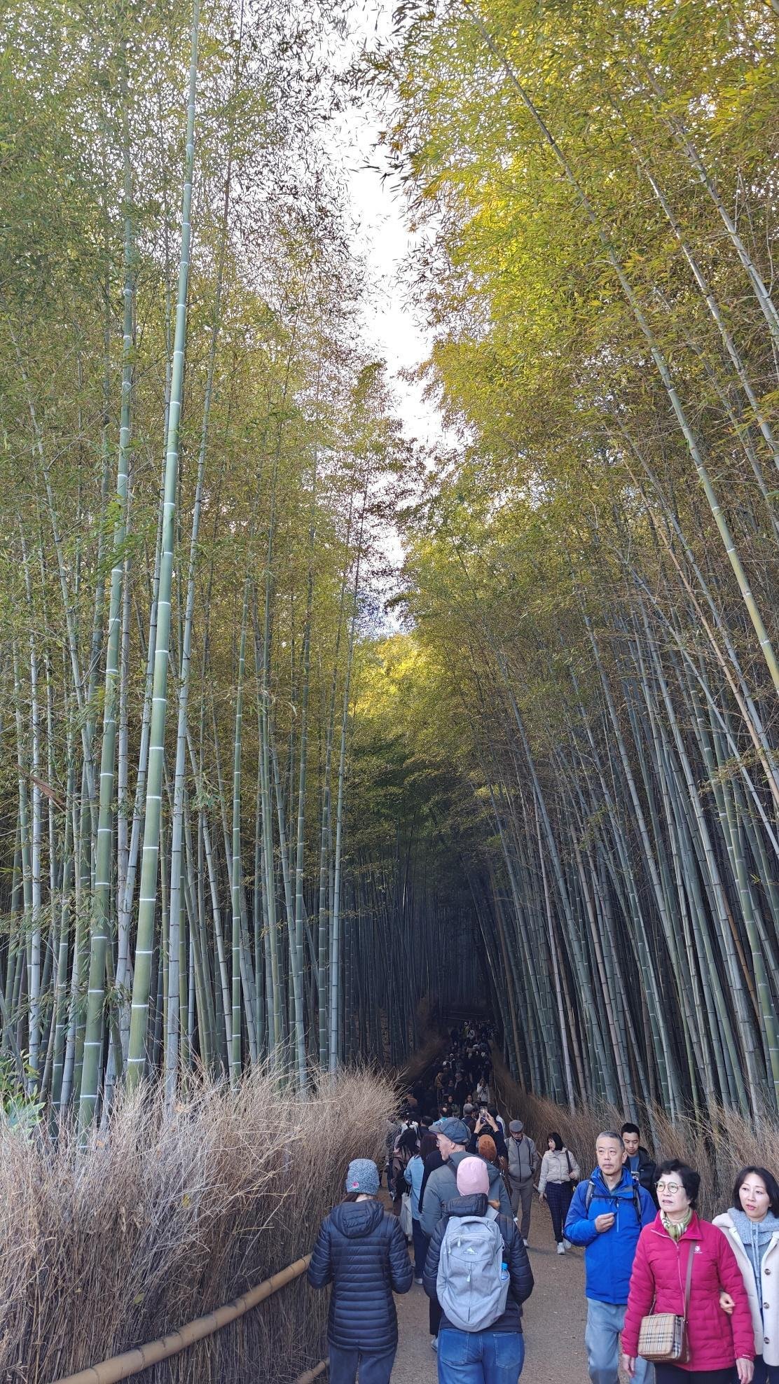 Tourists walking through bamboo forest path