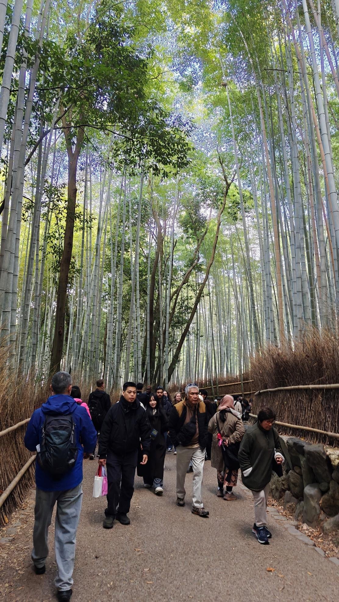 Tourists walking through lush bamboo forest path