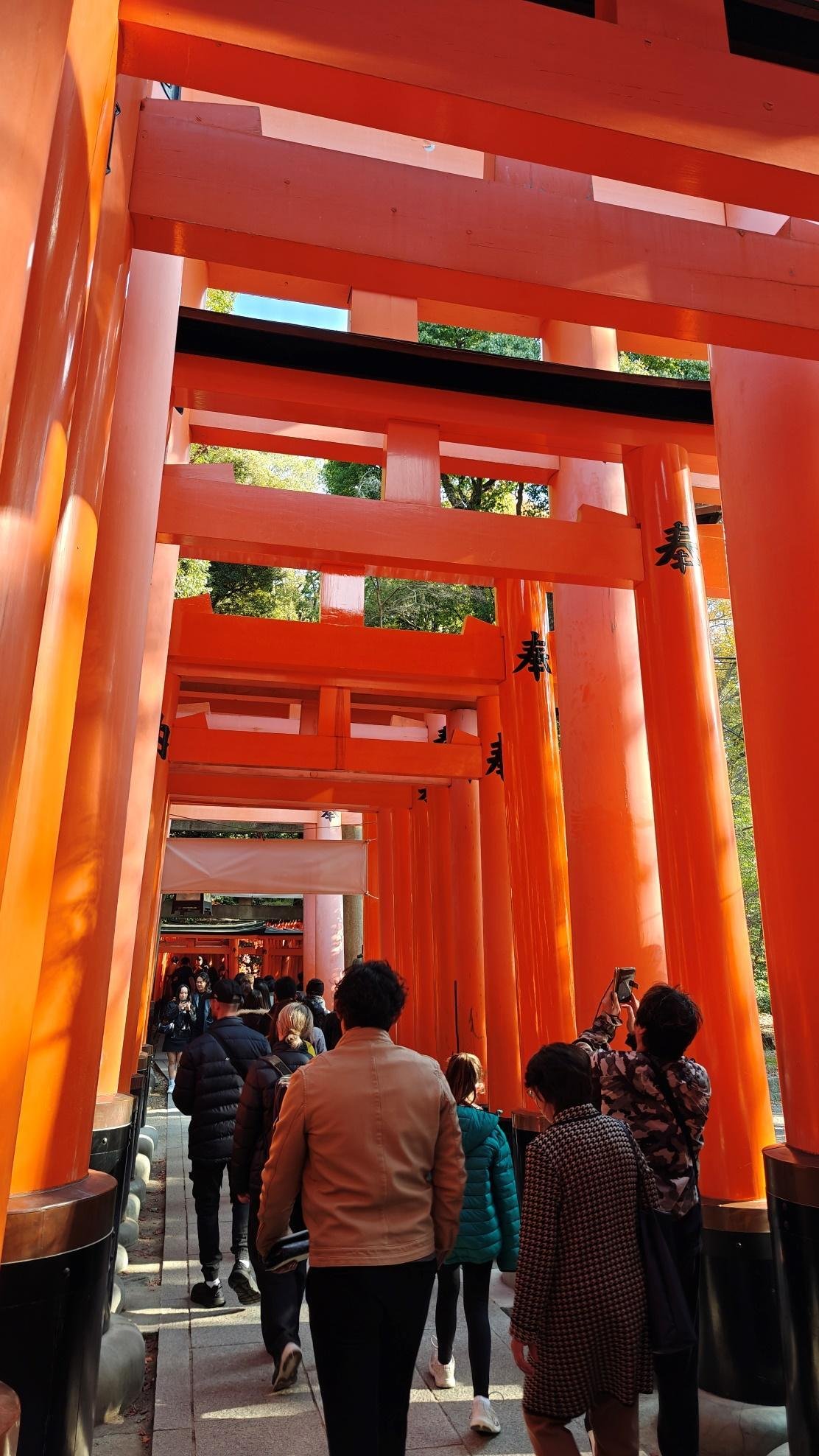 Tourists walking under vibrant orange torii gates
