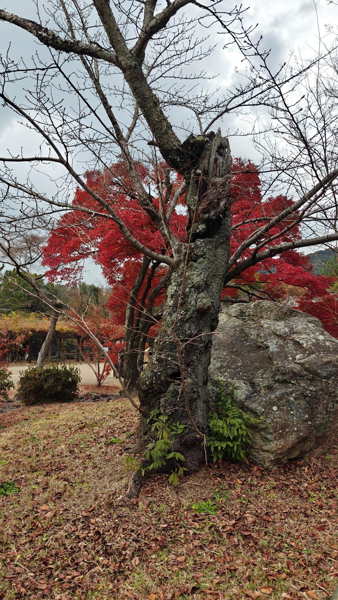 Tree with red autumn leaves and bare branches in park