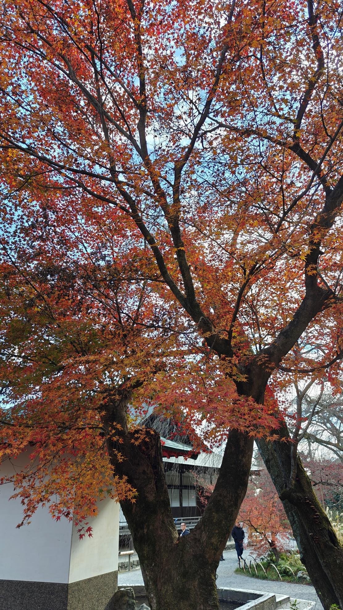 Vibrant autumn leaves on tree with people in garden view