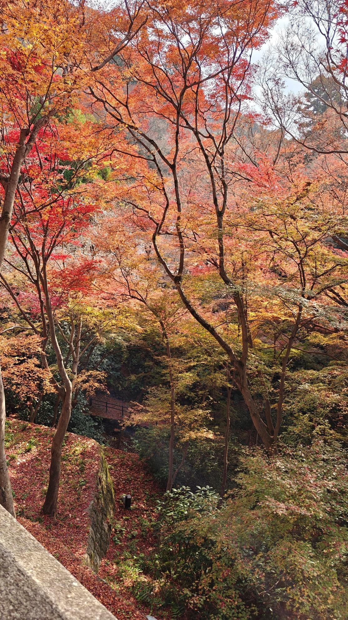 Vibrant autumn trees with colorful foliage in a forest setting