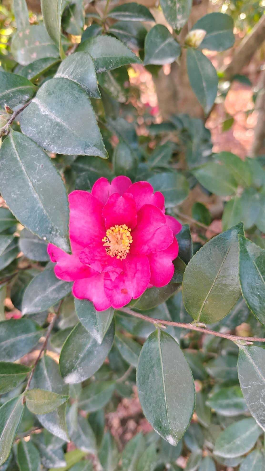 Vibrant pink camellia flower with glossy green leaves