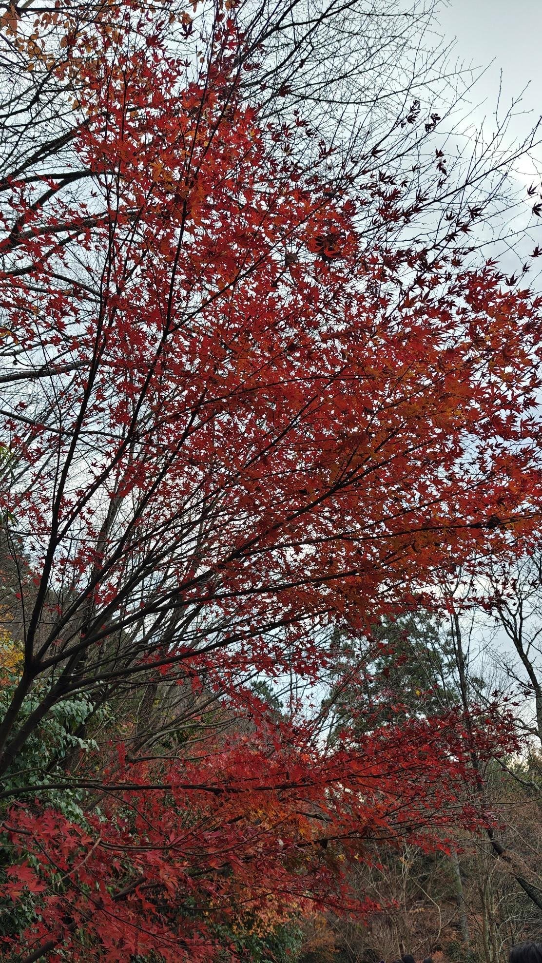 Vibrant red autumn leaves on tree branches in a forest