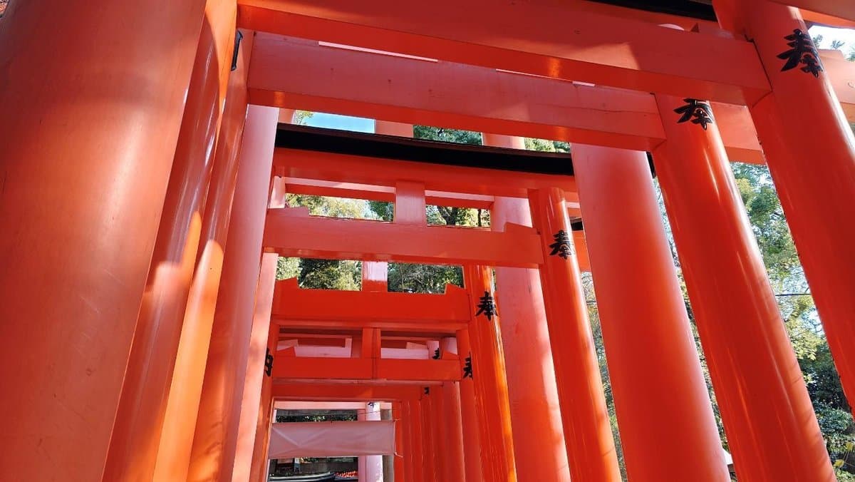 Vibrant red torii gates in a sunlit forest