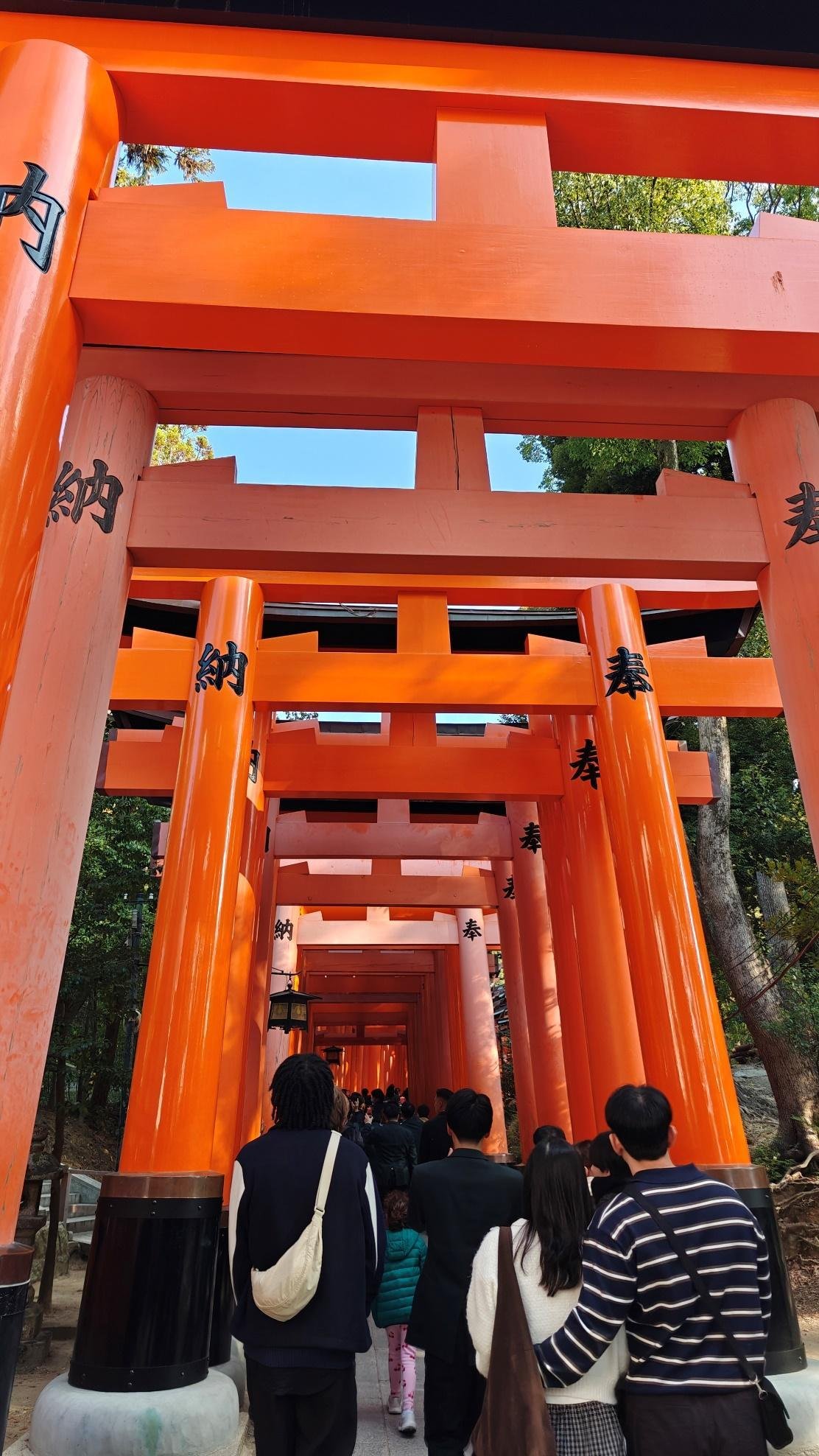 Visitors walking through vibrant orange torii gates