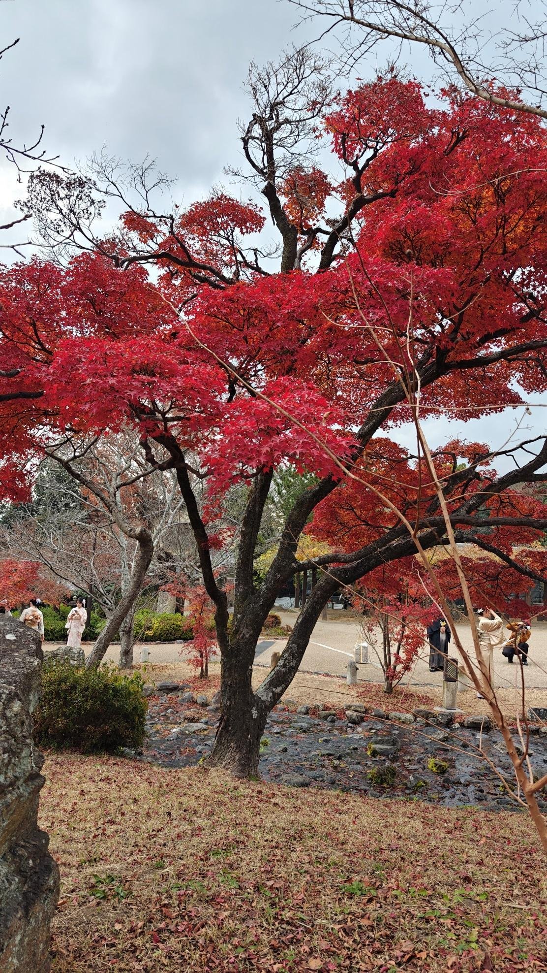 Vivid red maple tree in autumn park, people in background