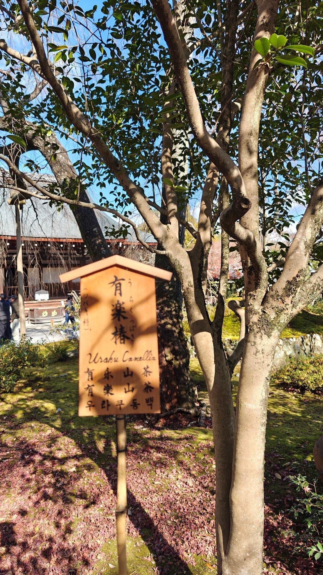Wooden sign on tree with blue sky background
