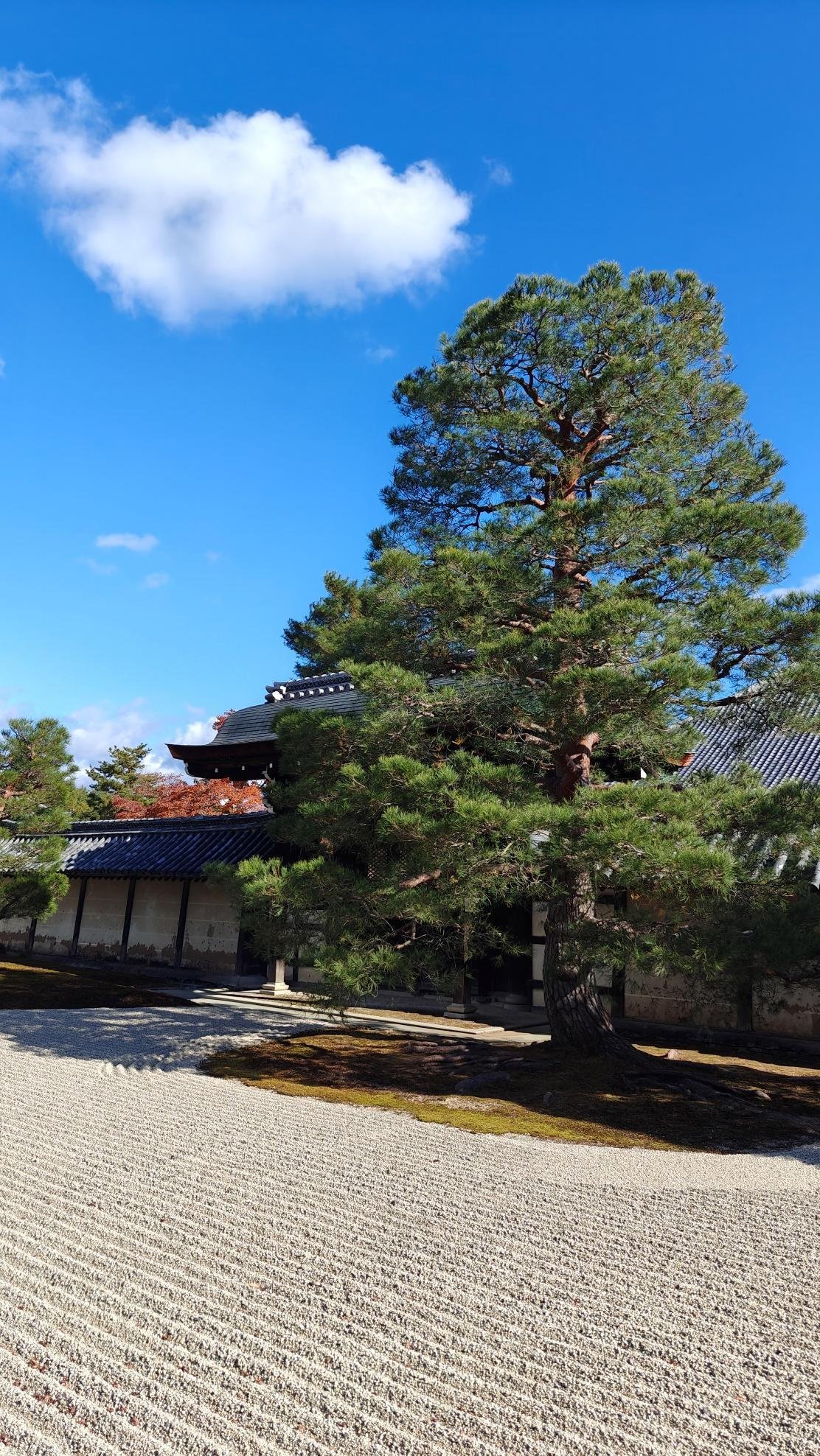 Zen garden with a pine tree and traditional building