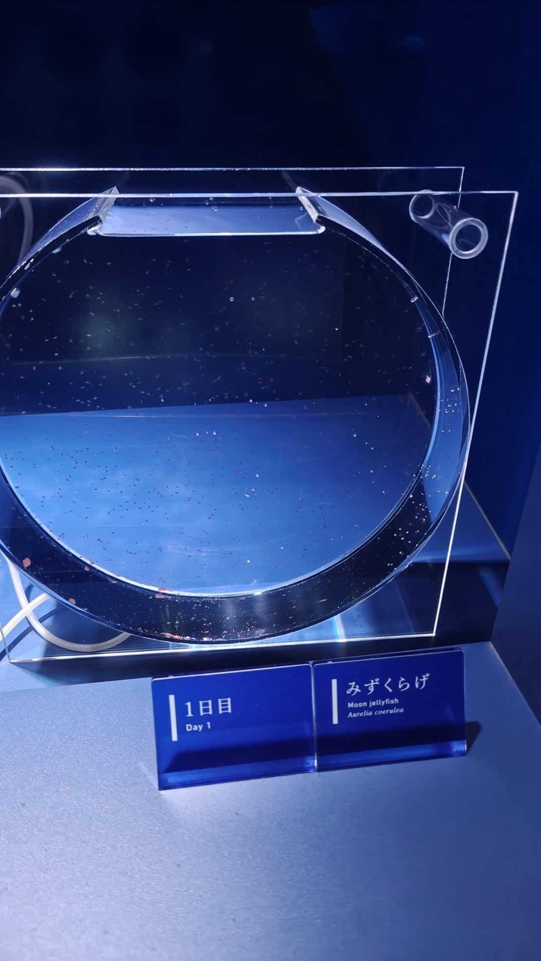 Acrylic display of moon jellyfish under blue lighting