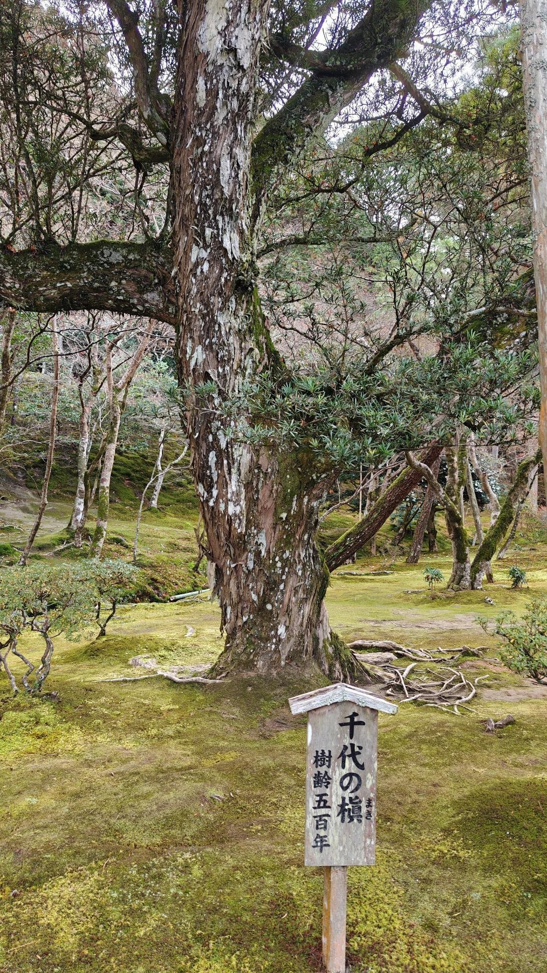 Ancient tree in mossy forest with wooden sign in foreground