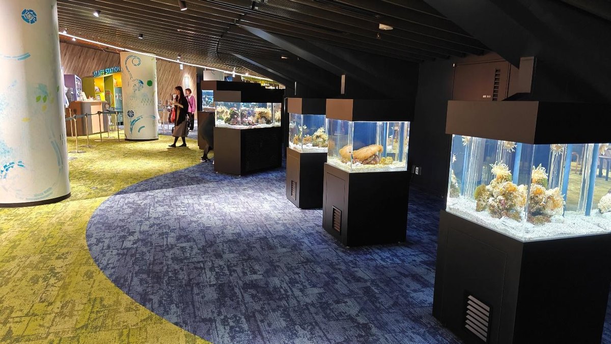 Aquarium exhibits with colorful corals in a modern gallery