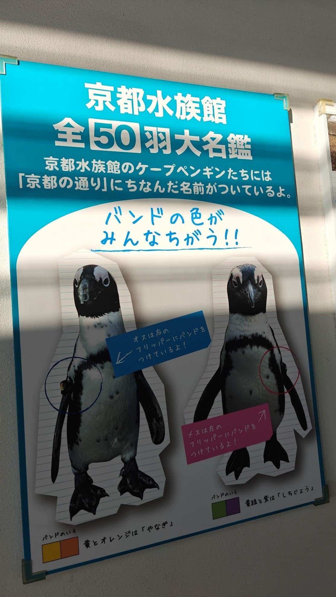 Aquarium poster with penguin illustrations and Japanese text
