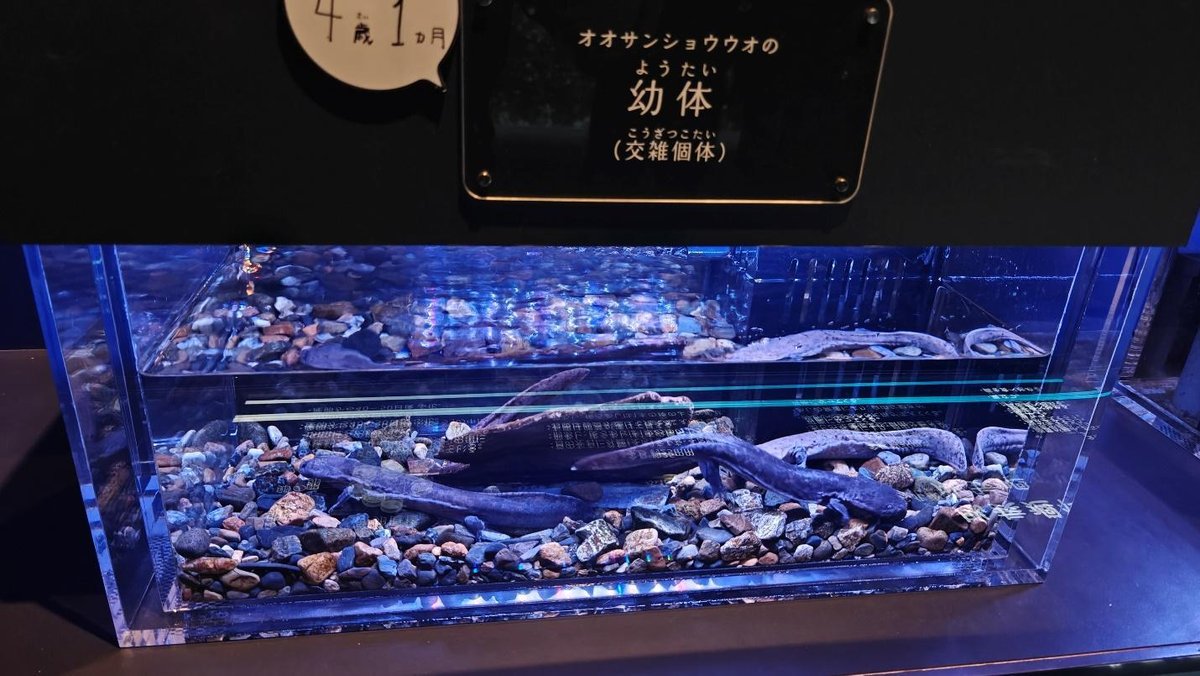 Aquarium tank with rocks and aquatic creatures under blue light