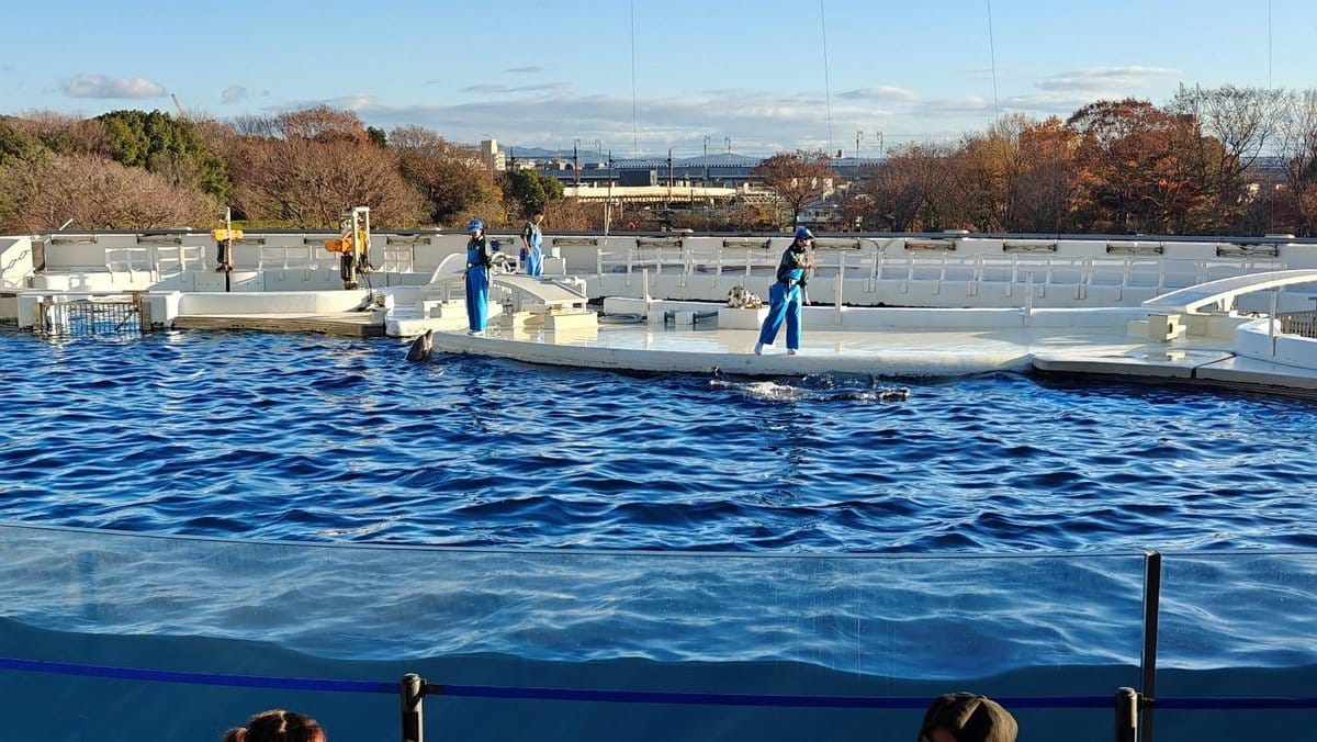 Aquarium trainers near pool with dolphin and autumn trees