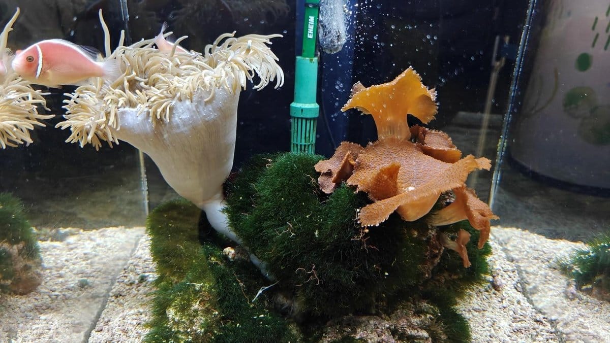 Aquarium with anemone, fish, and sea plants