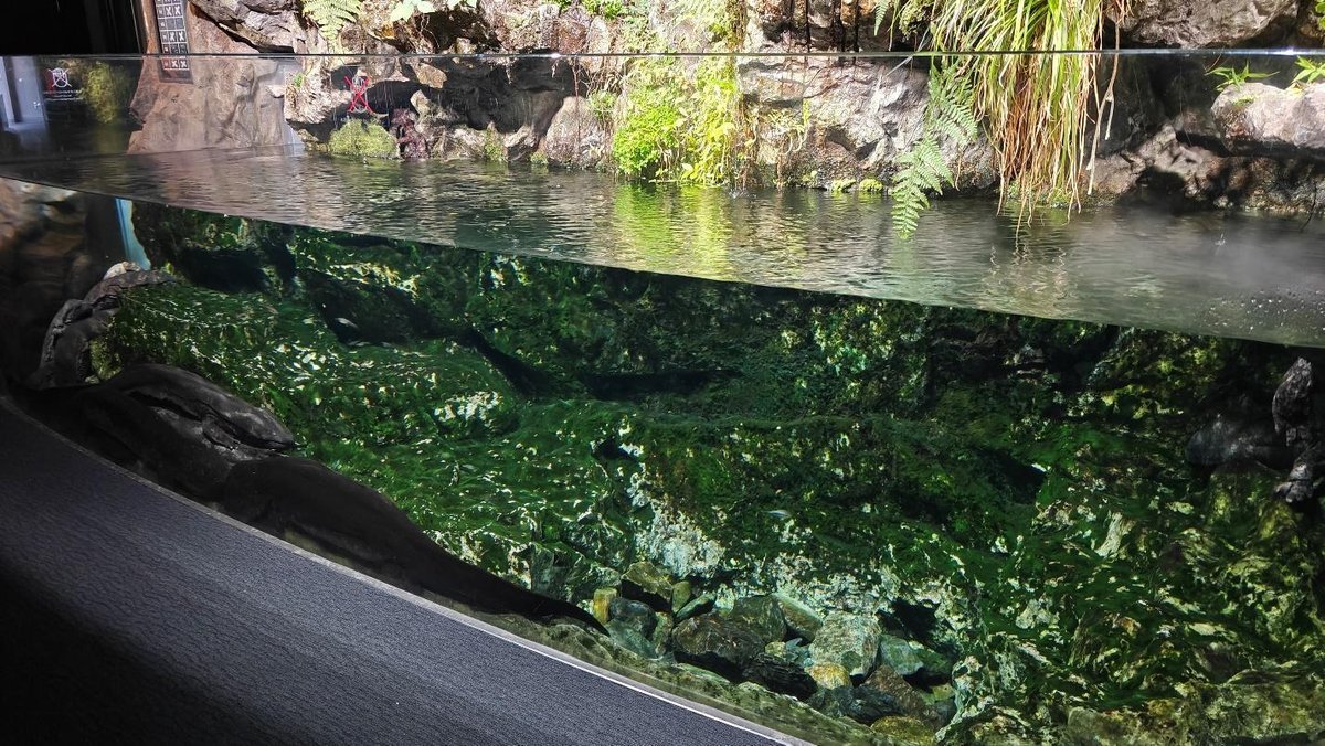 Aquarium with green mossy rocks and clear water