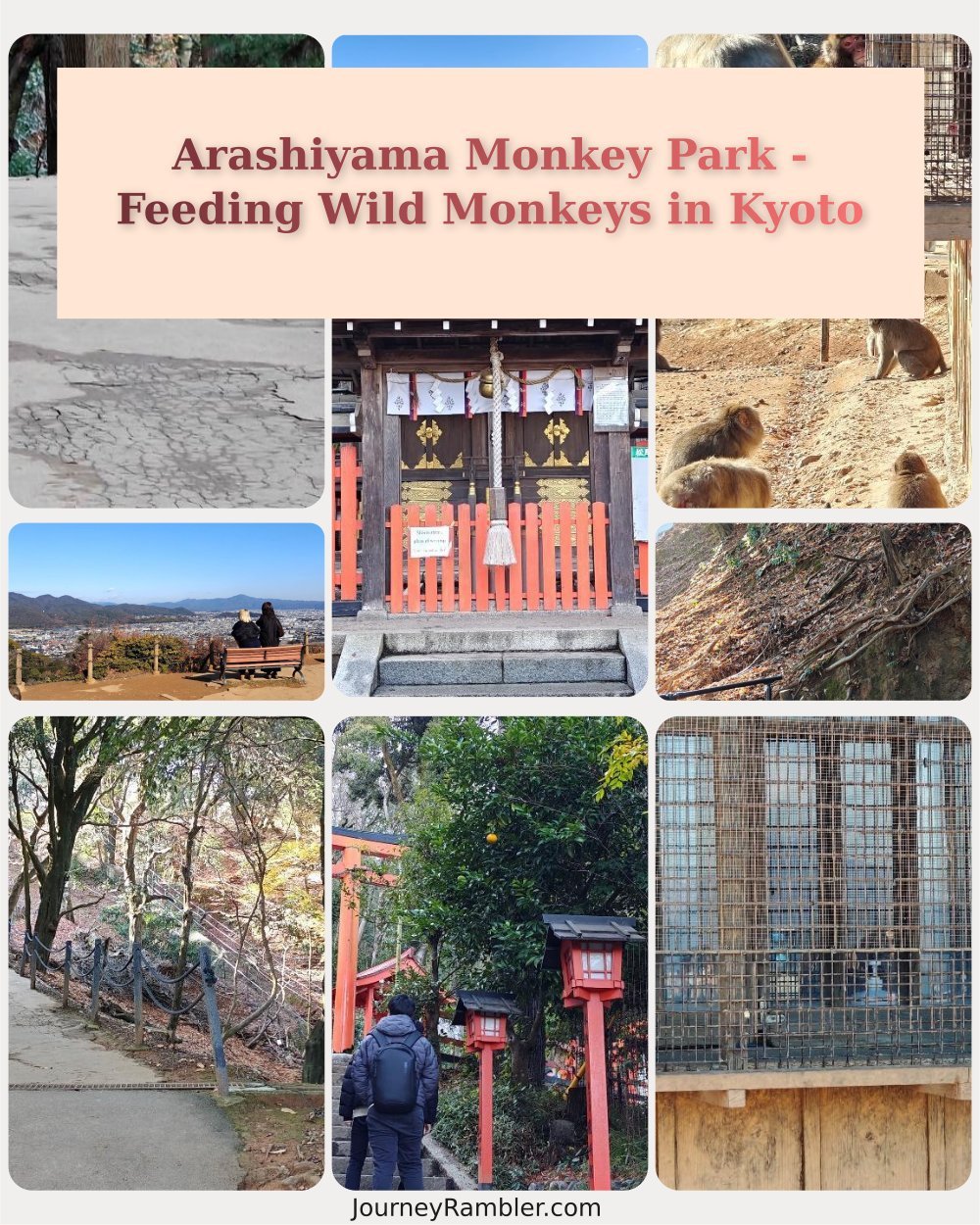 Arashiyama Monkey Park Iwatayama Kyoto: I Hiked Up and Fed Wild Monkeys at the Top