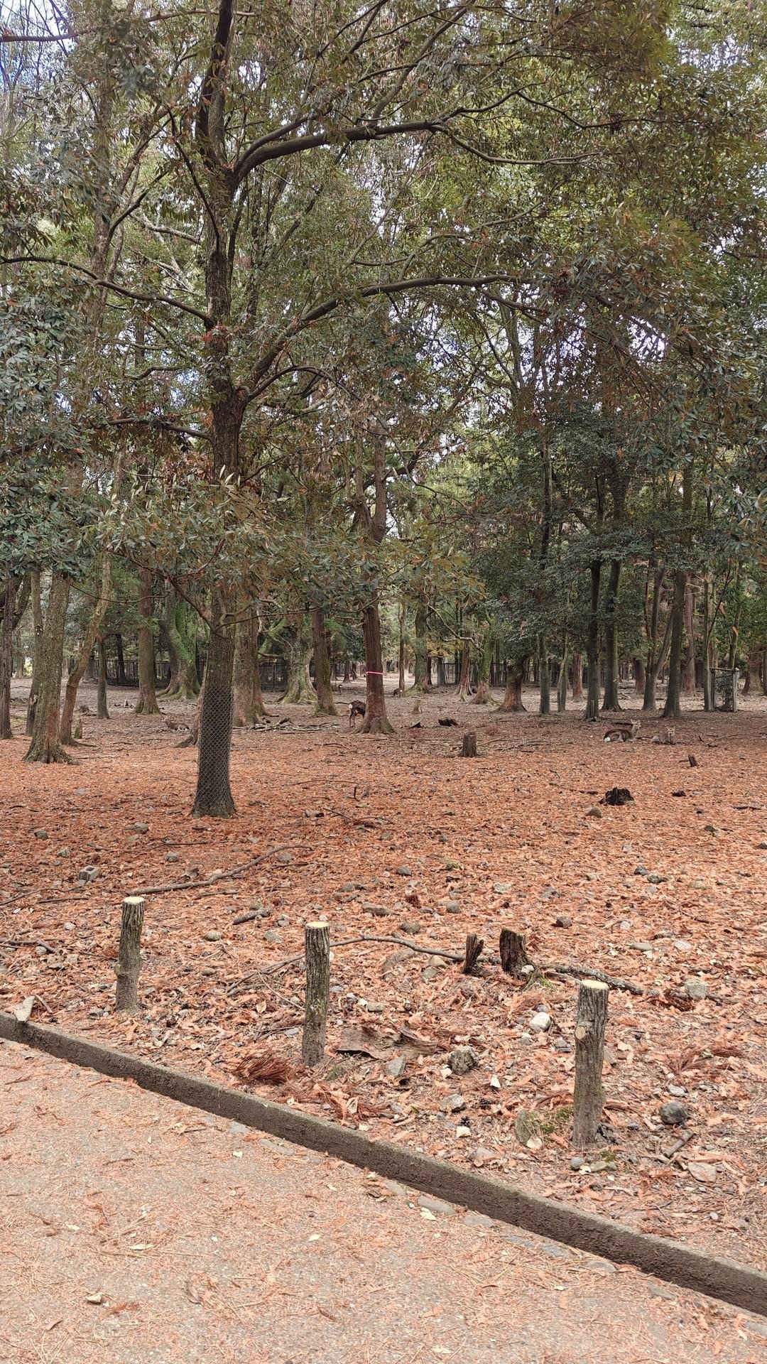 Autumn forest with scattered leaves