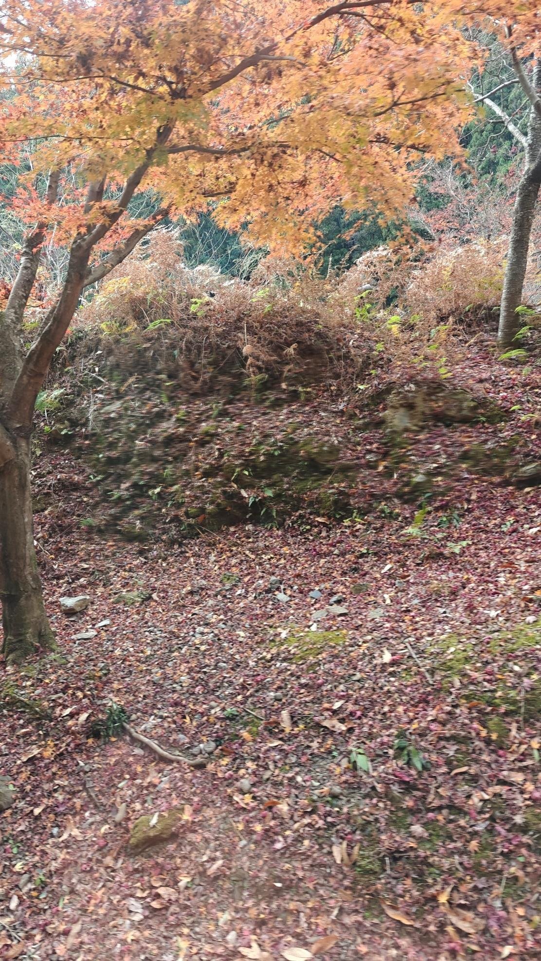 Autumn scene with orange leaves and forest undergrowth