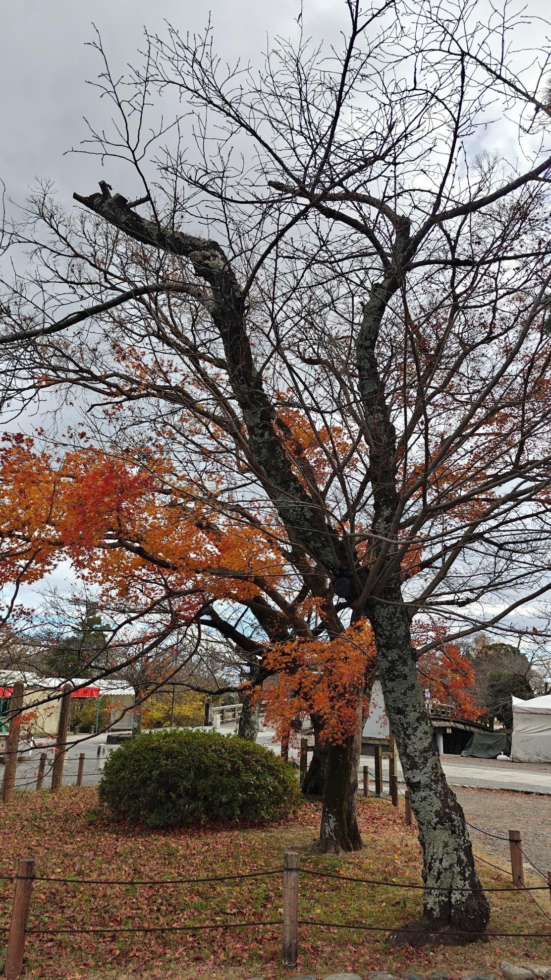 Autumn tree with orange leaves and bare branches