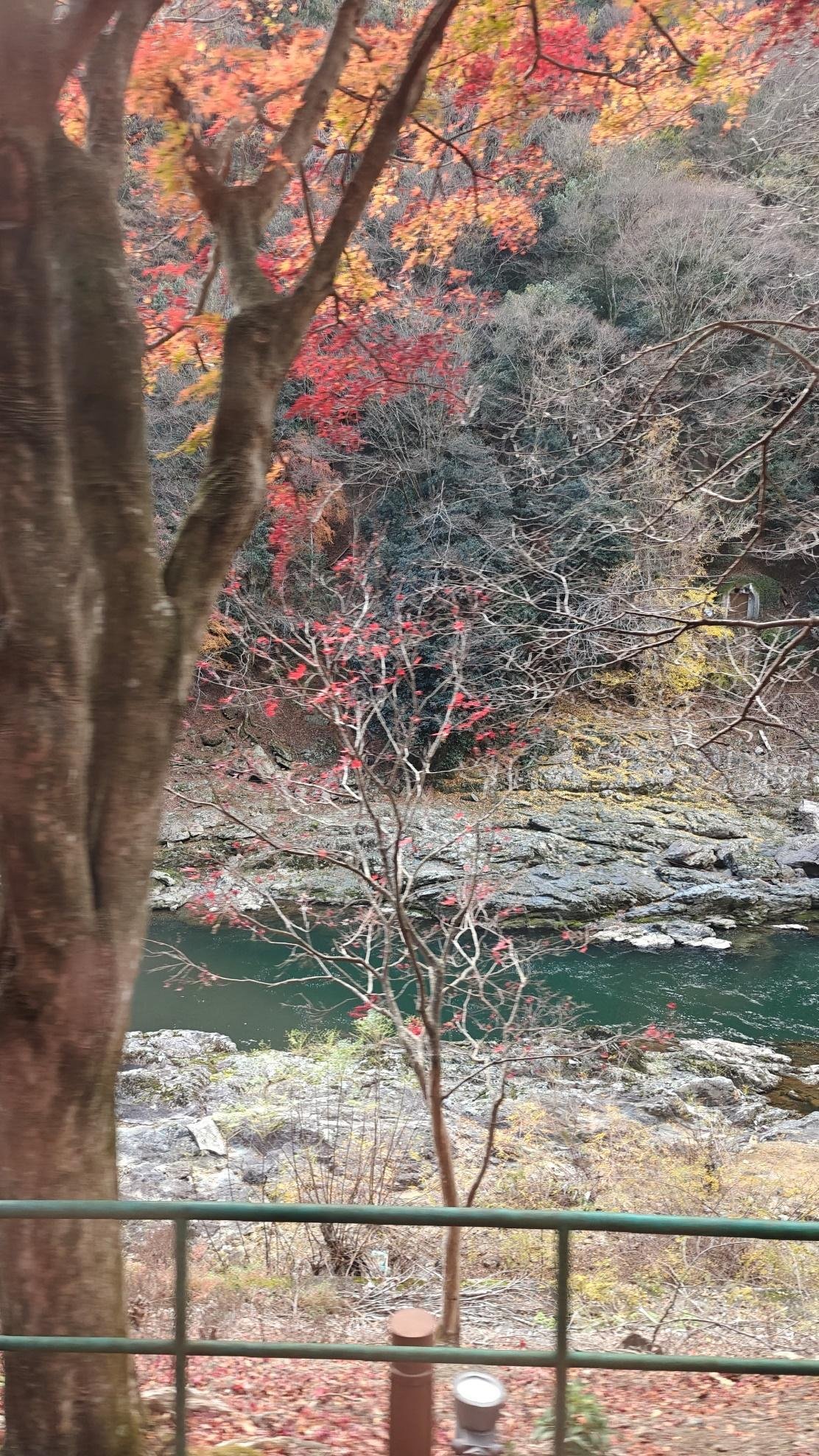 Autumn trees by a river with colorful foliage