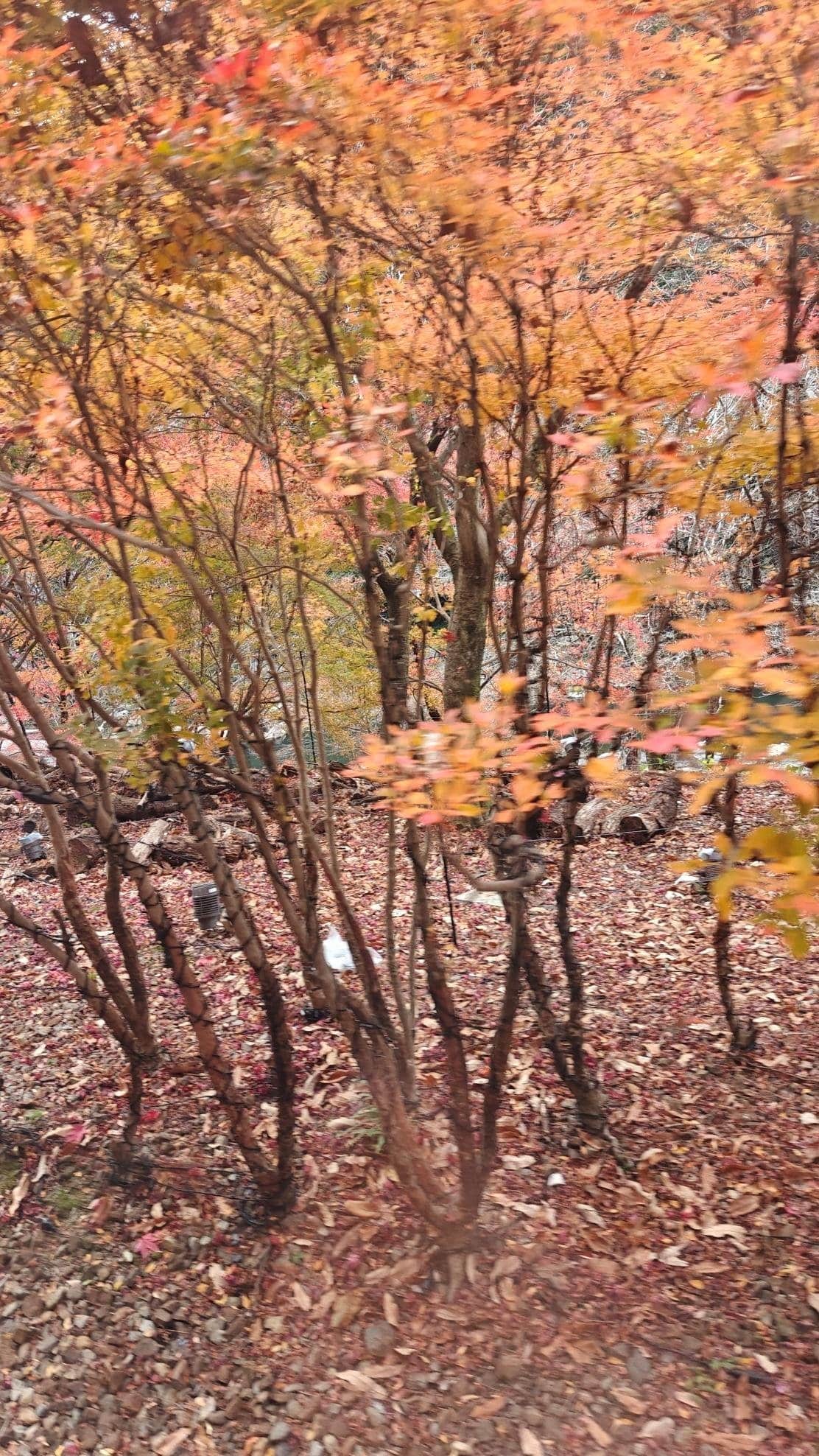 Autumn trees with orange and yellow leaves