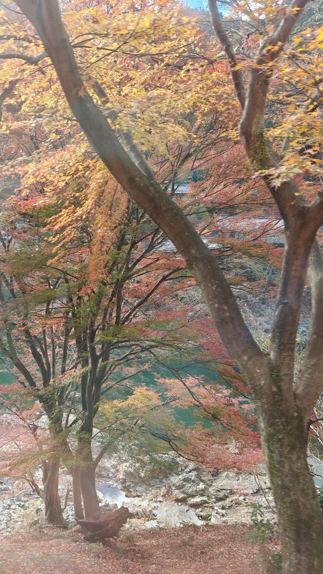 Autumn trees with orange leaves by a riverside