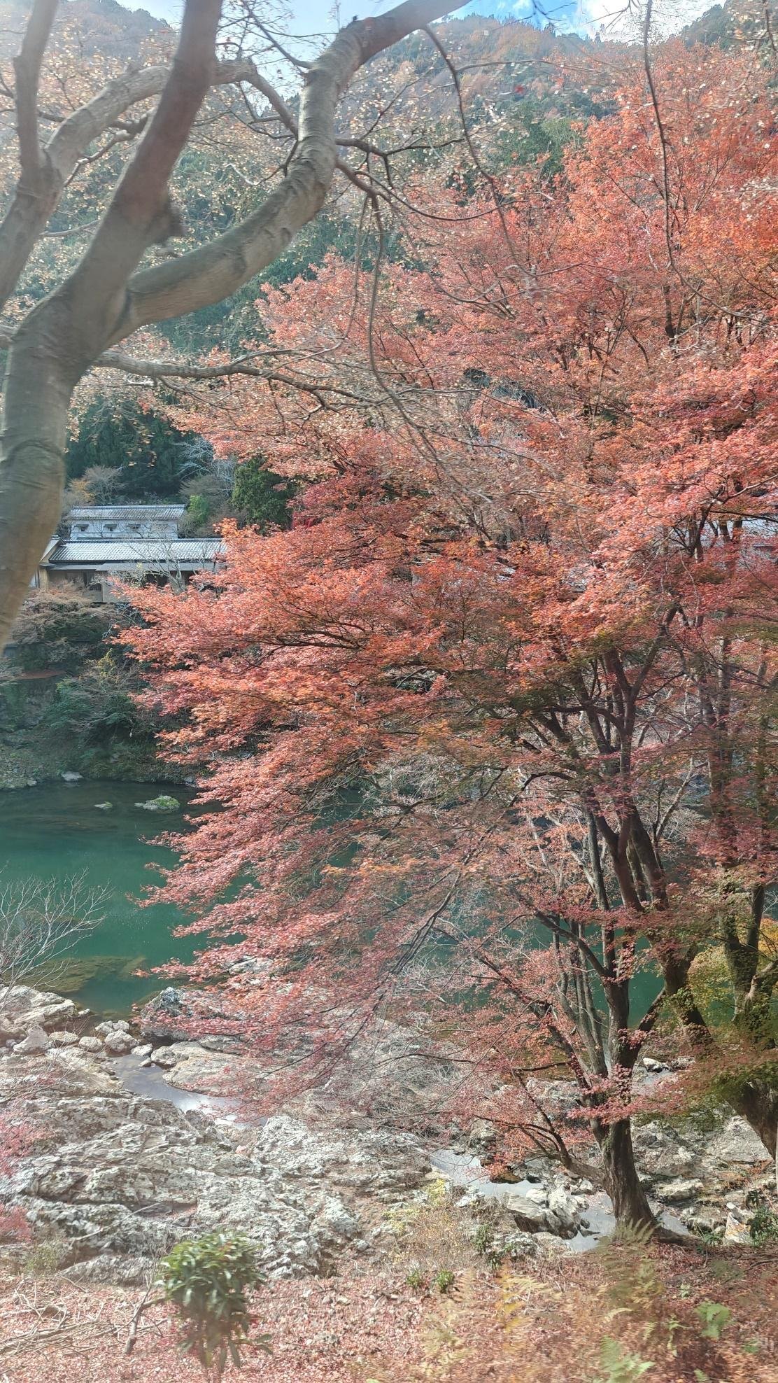 Autumn trees with orange leaves by a serene river