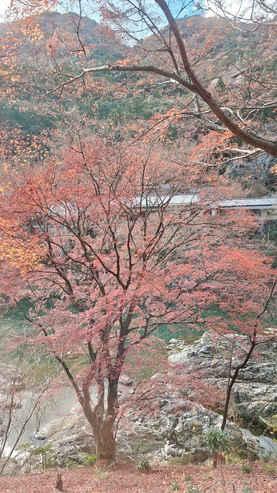 Autumn trees with red leaves near a river and mountain backdrop