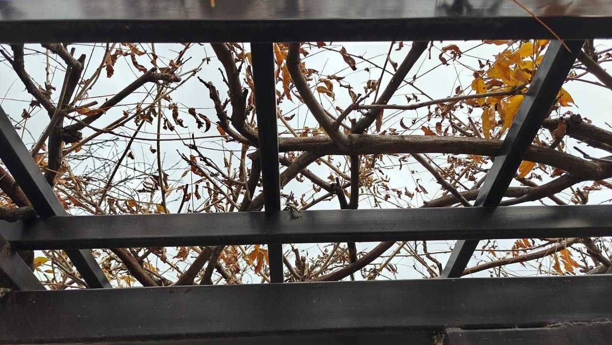 Bare branches on a trellis against cloudy sky