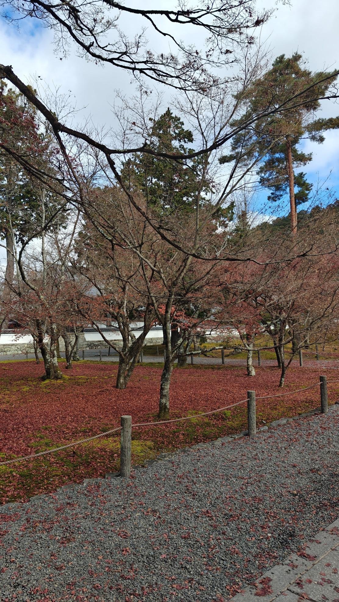 Bare trees with fallen red leaves on a cloudy day