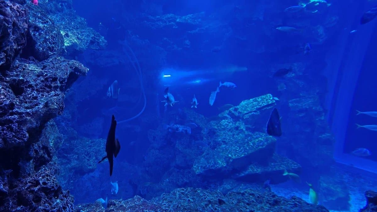 Blue aquarium scene with fish swimming among rocks