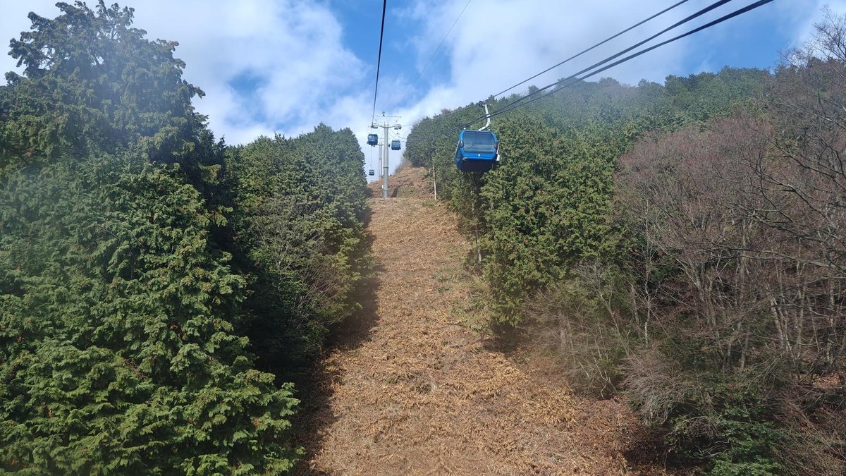 Cable car in lush green forest scenery