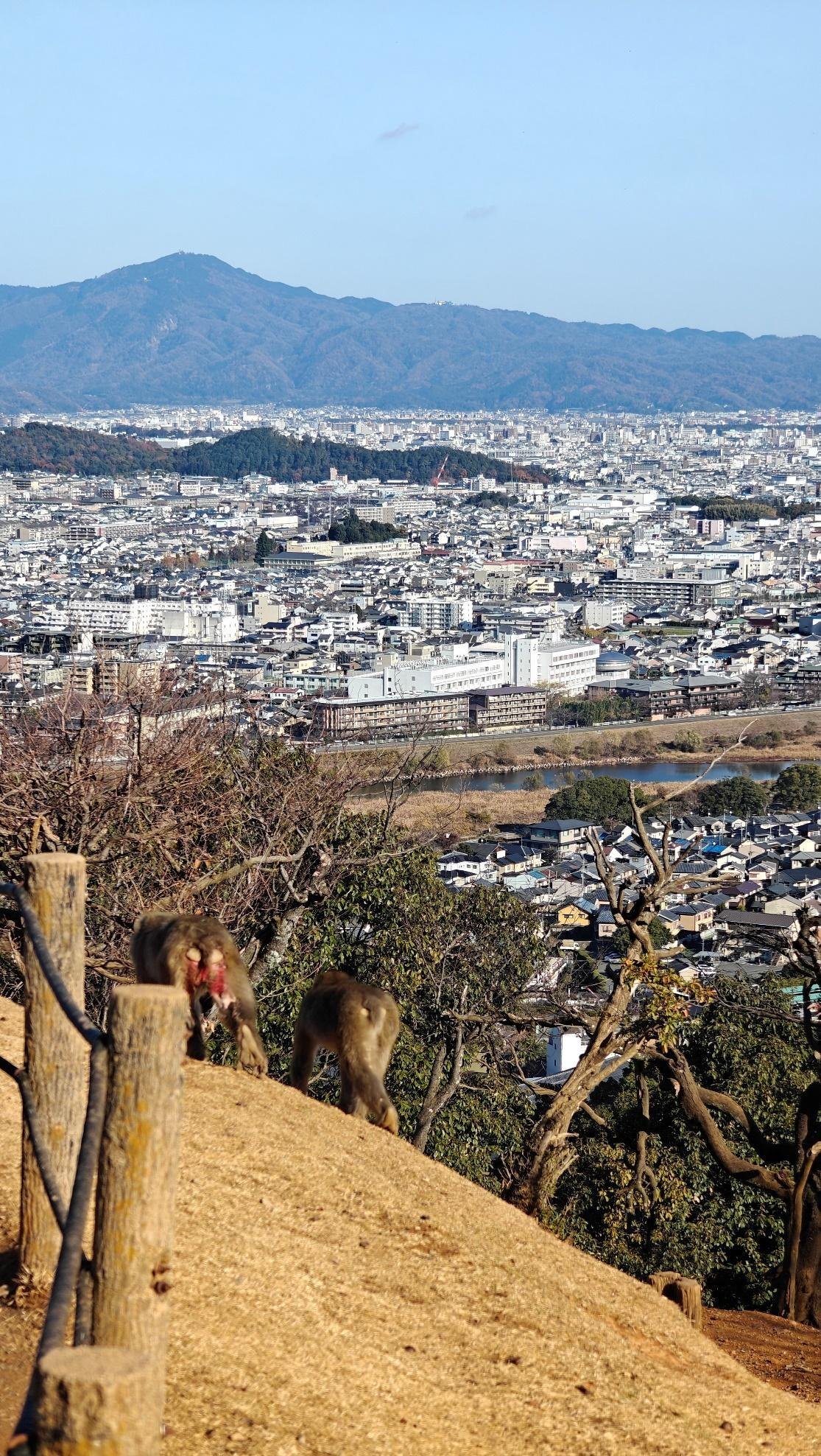 Cityscape view with foreground monkeys
