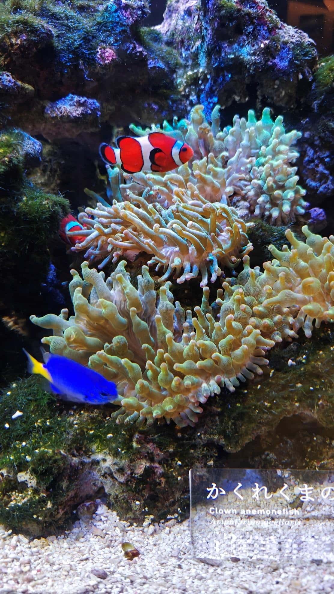 Clownfish swimming near colorful sea anemone