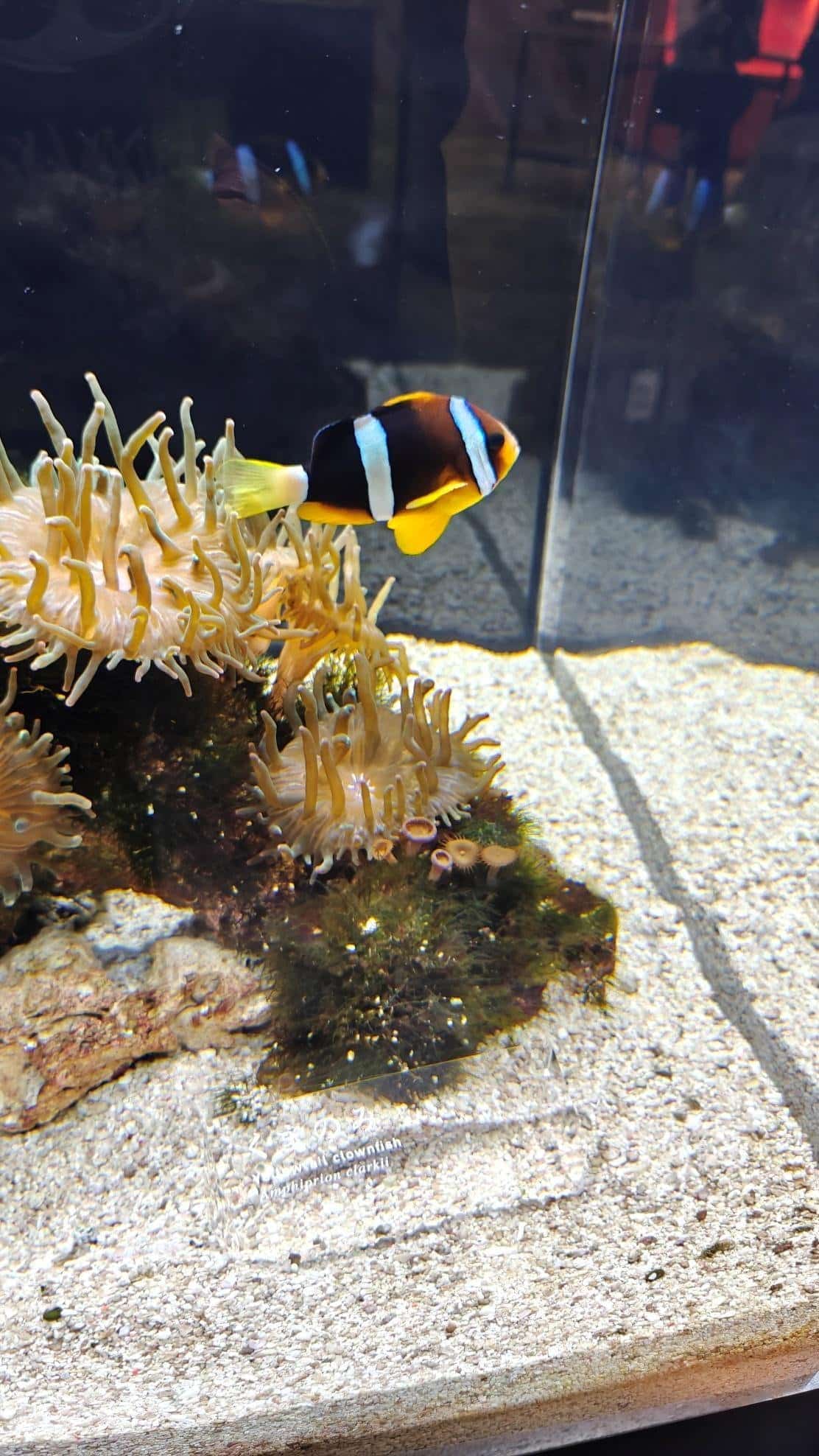 Clownfish swimming near sea anemone in aquarium