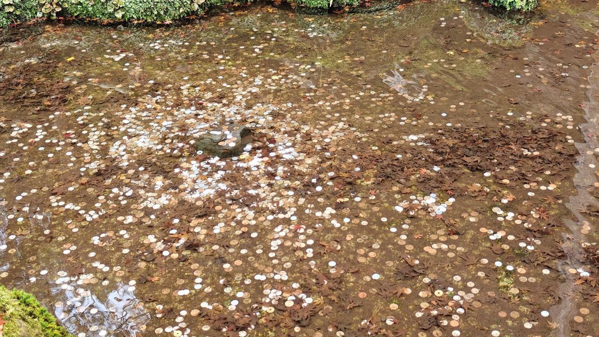 Coins scattered in a shallow pond with autumn leaves
