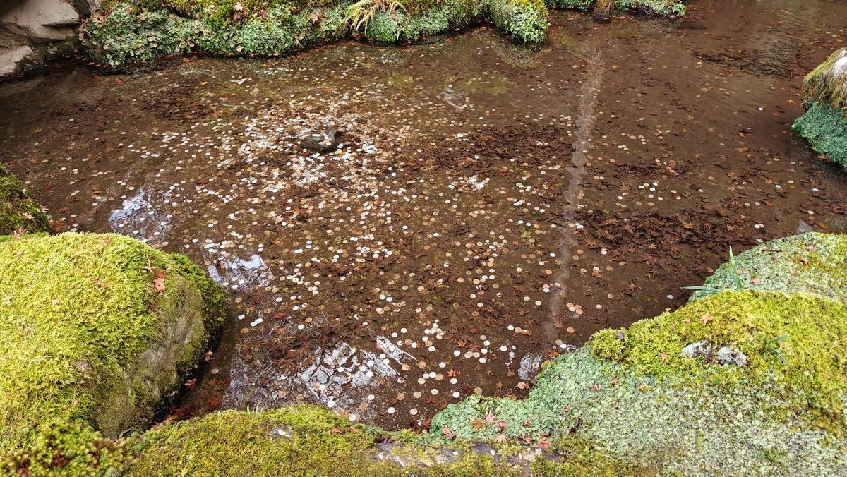 Coins scattered in pond surrounded by mossy rocks