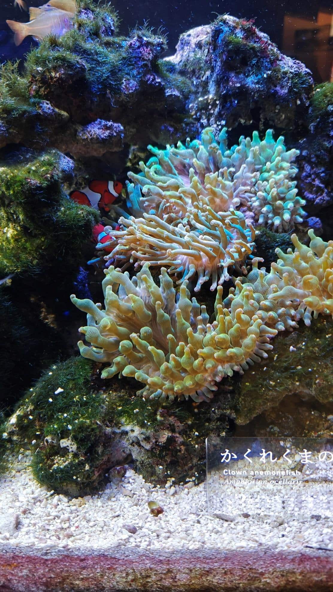Colorful coral reef with clownfish and vibrant anemones