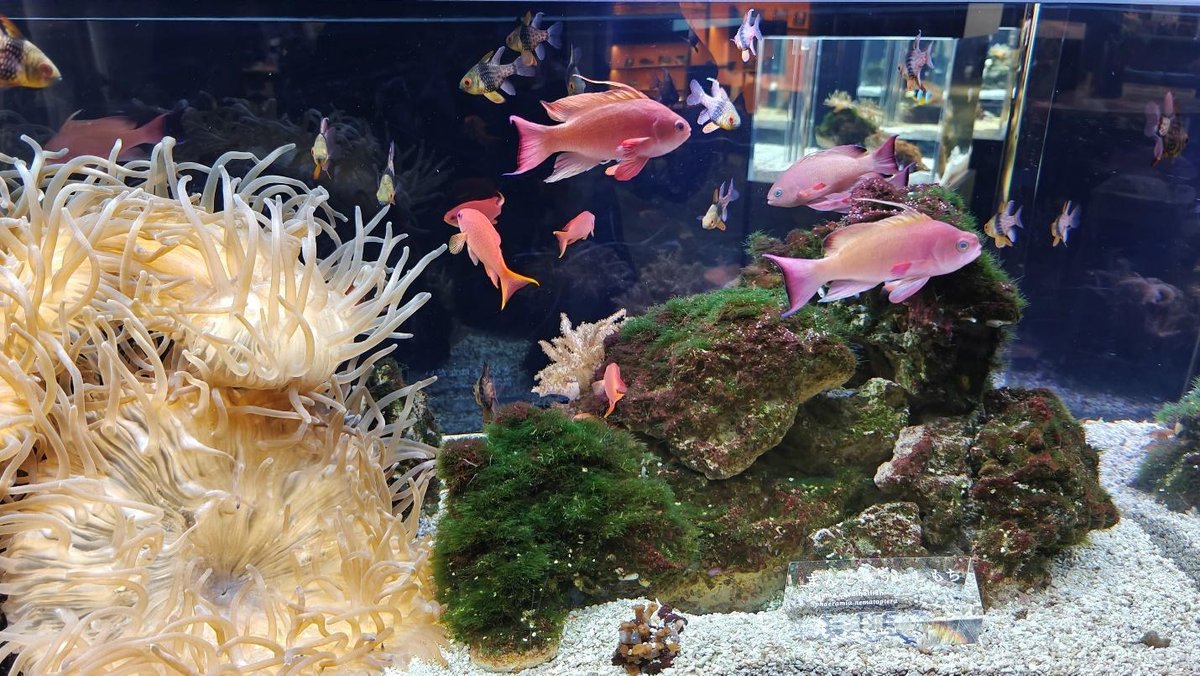 Colorful fish swim in an aquarium with coral and seaweed