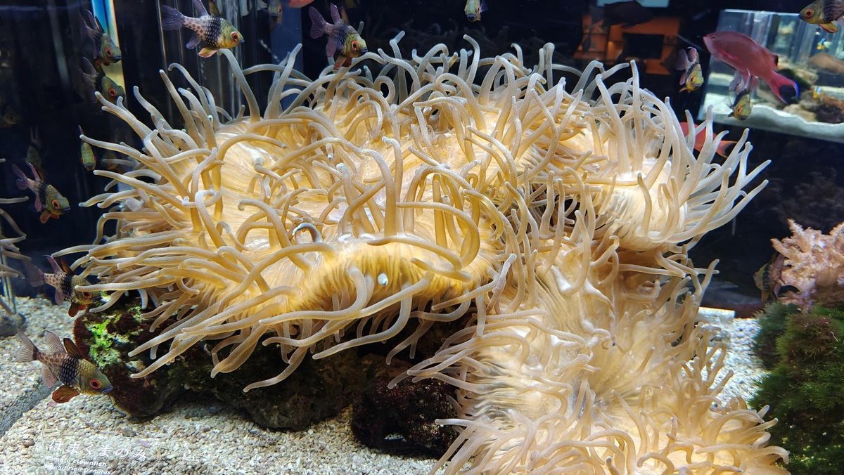 Colorful fish swimming around a large sea anemone in an aquarium