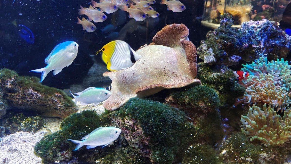 Colorful fish swimming around coral reef in aquarium