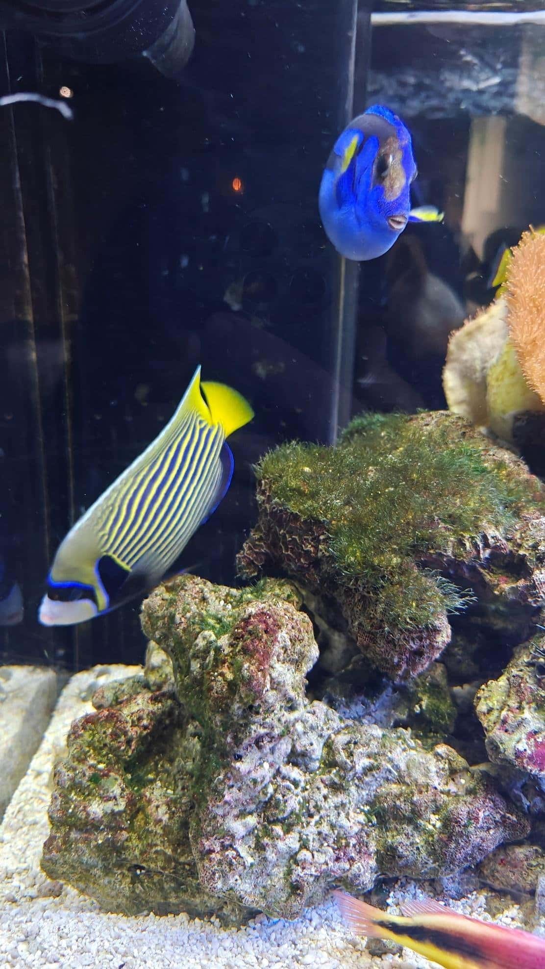 Colorful fish swimming by coral in aquarium