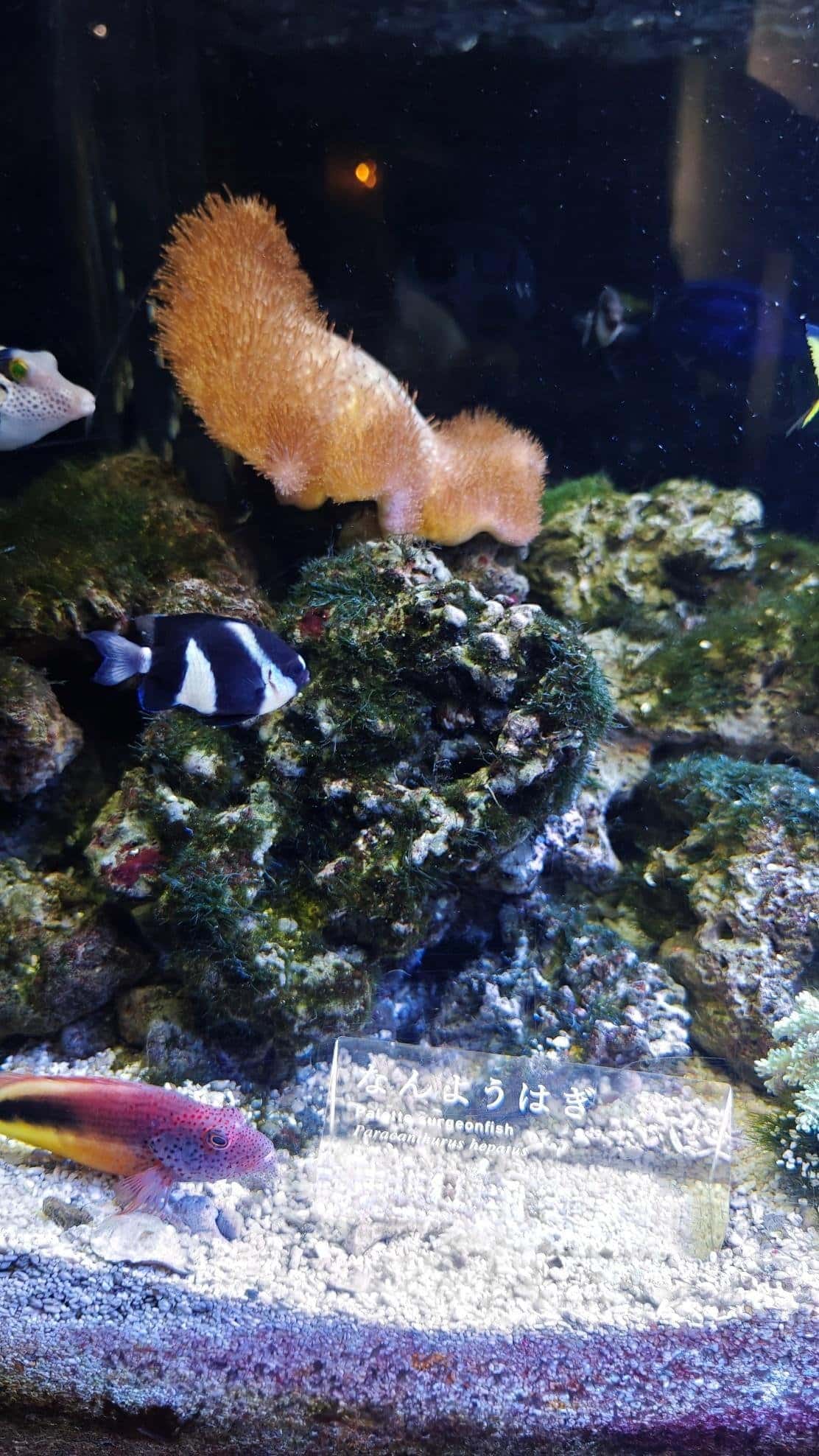 Colorful fish swimming in a vibrant coral aquarium
