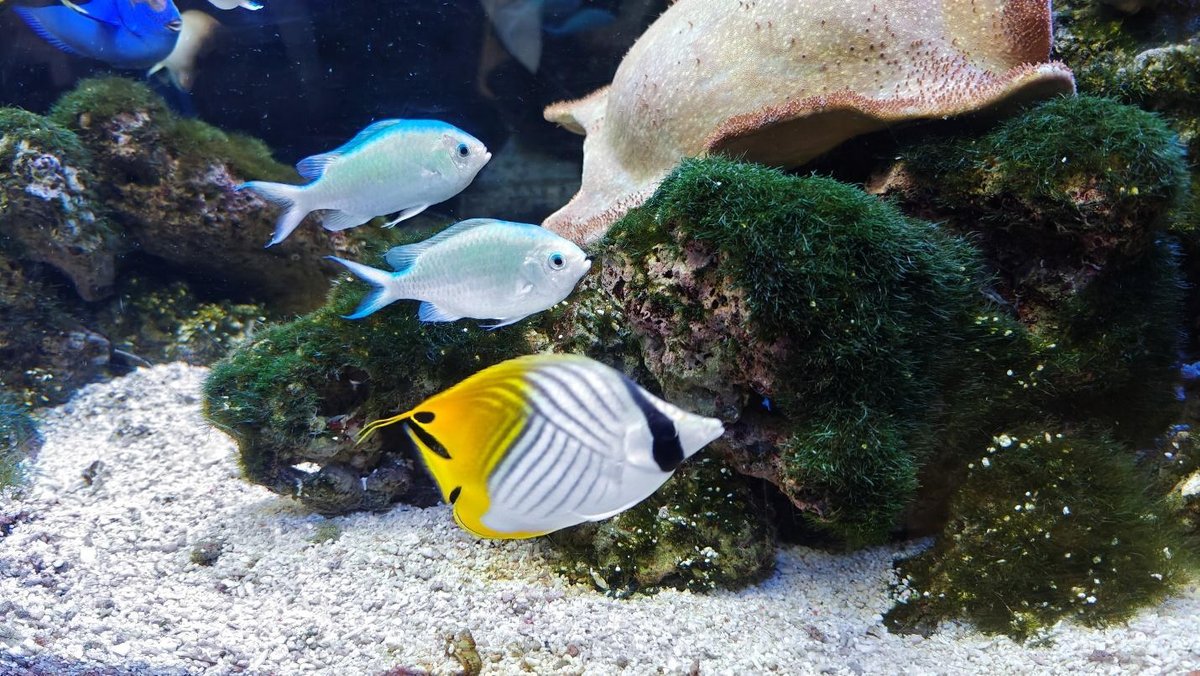 Colorful fish swimming in a vibrant coral reef aquarium